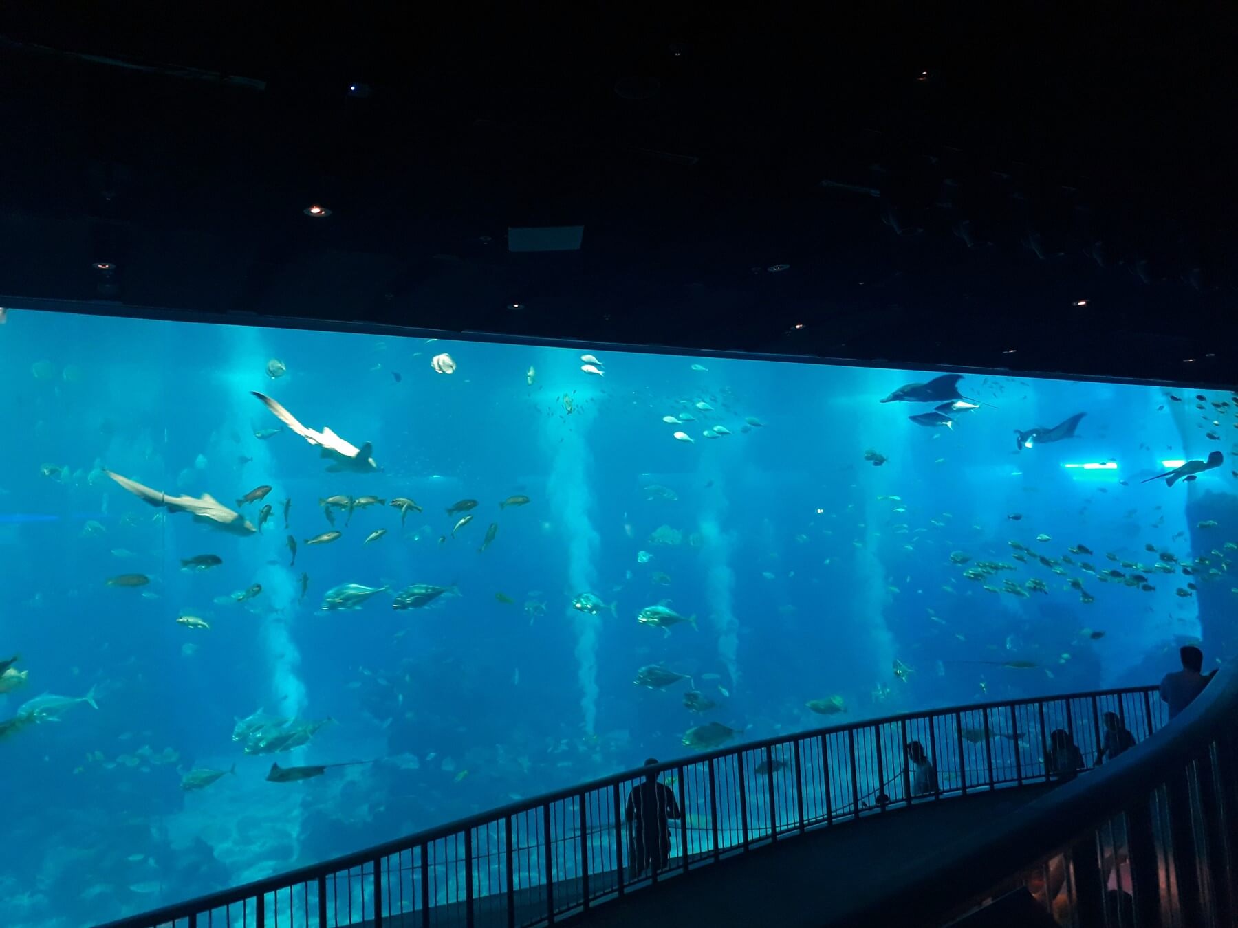 Indahnya Dunia Bawah Laut di Ocean Gallery S.E.A Aquarium Singapura