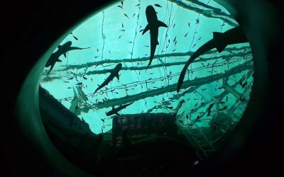Jatuh Cinta dengan Dunia Bawah Laut Gara-gara Ocean Gallery di S.E.A Aquarium Singapura