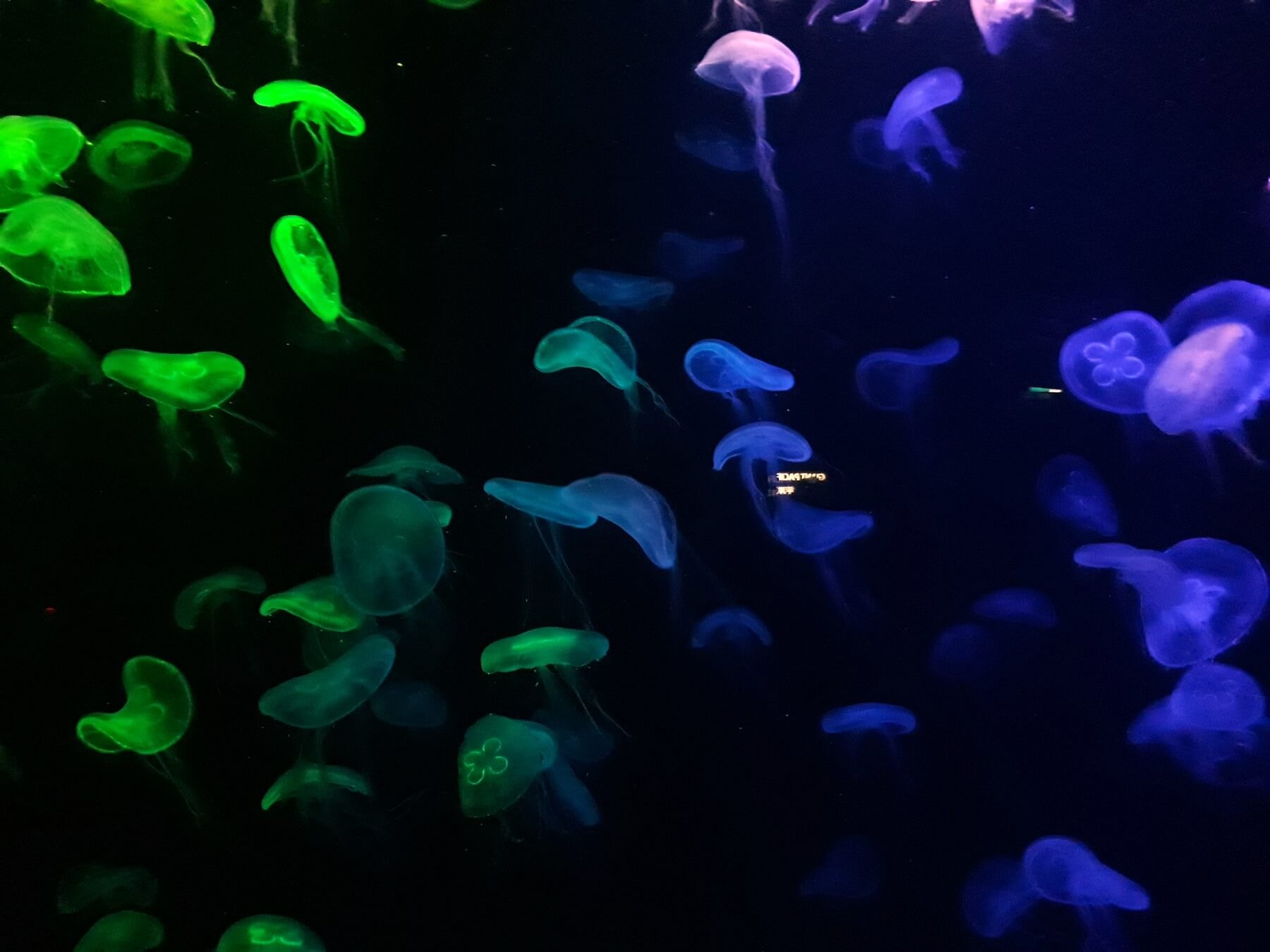 Indahnya Dunia Bawah Laut di Ocean Gallery S.E.A Aquarium Singapura
