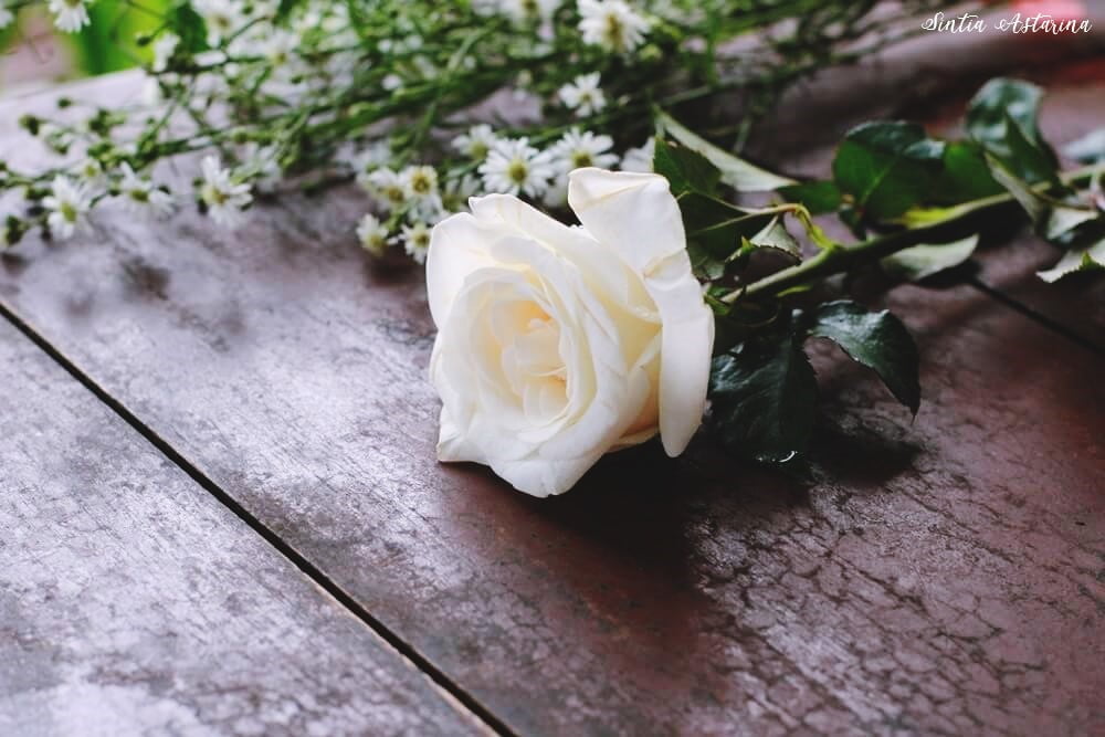 Menikmati MeMawar putih yang cantik. Pengin punya bunga ini di rumah untuk dijadikan hiasan, deh.ndungnya Sore di Pondok Kopi Umbul Sidomukti Semarang